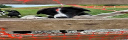 Border Collie dogs for sale: Stripe  - Ad 1