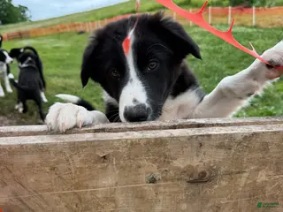 Border Collie dogs Stripe - Ad 42