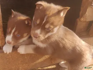 Siberian Husky dogs Siberian Husky Puppy 3 - Ad 42