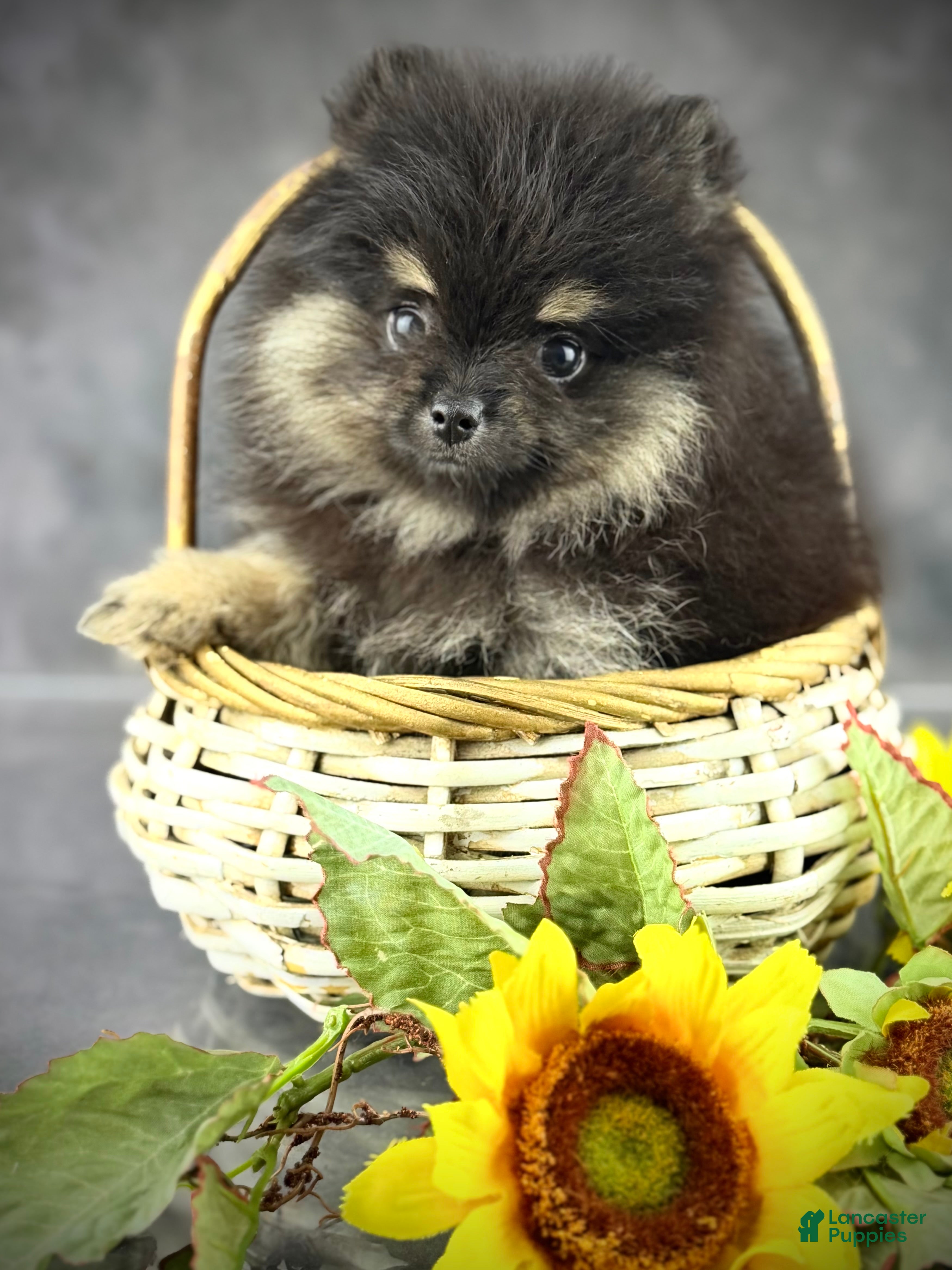 Pomeranian dogs Zeke AKC  - Ad 1