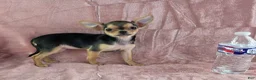Chihuahua dogs for sale: Delilah - Ad 5