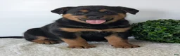 Mixed Breed dogs for sale: Marley - Ad 1