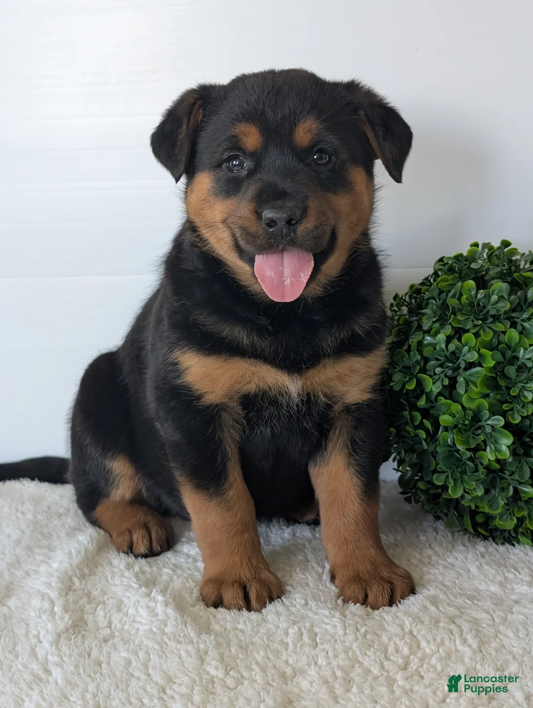 Mixed Breed dogs for sale: Marley - Ad 1