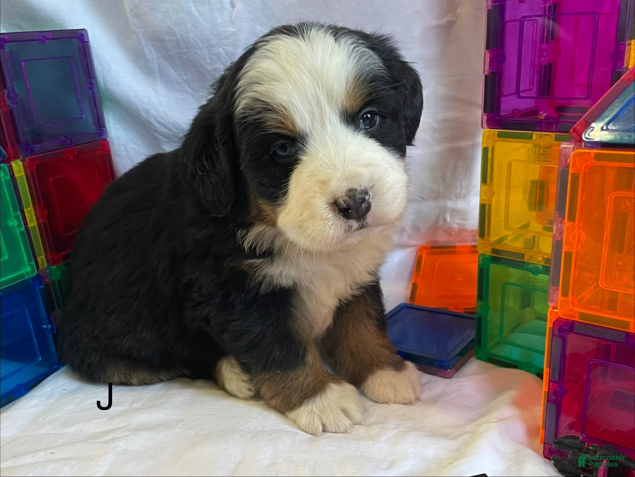 Bernese Mountain Dog dogs Bernese Mountain Dog Puppy 1 - Ad 31