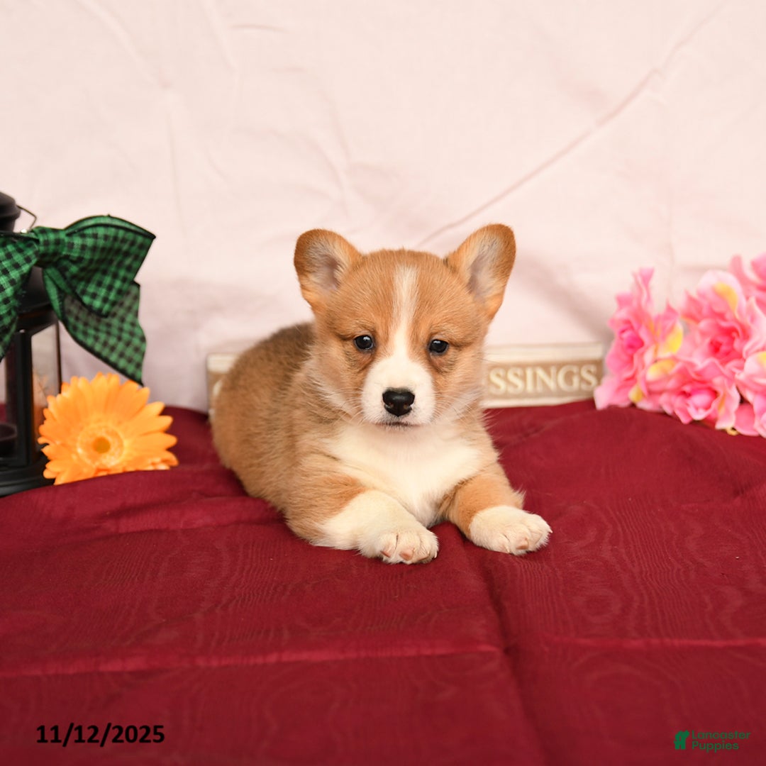 Welsh Corgi Pembroke dogs for sale: Otis - Ad 1