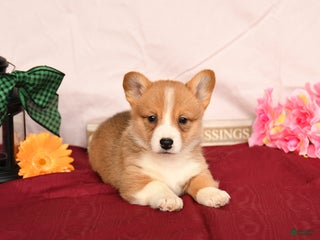 Welsh Corgi Pembroke dogs Otis - Ad 40