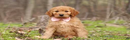 Goldendoodle dogs for sale: Noelle - Ad 1