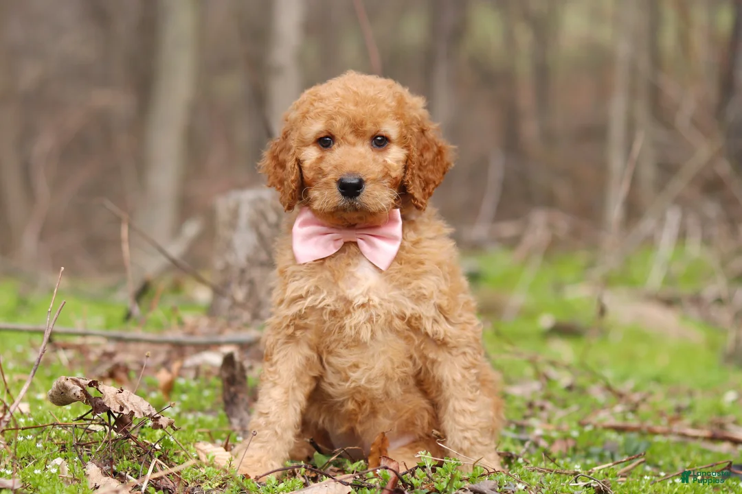 Goldendoodle dogs for sale: Noelle - Ad 1