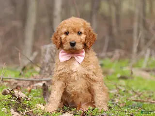 Goldendoodle dogs for sale: Noelle - Ad 3