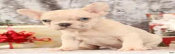 French Bulldog dogs for sale: Jasper - Ad 6
