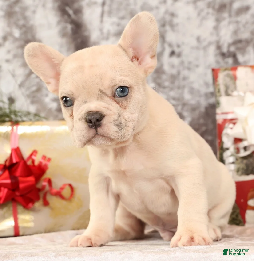 French Bulldog dogs for sale: Jasper - Ad 6