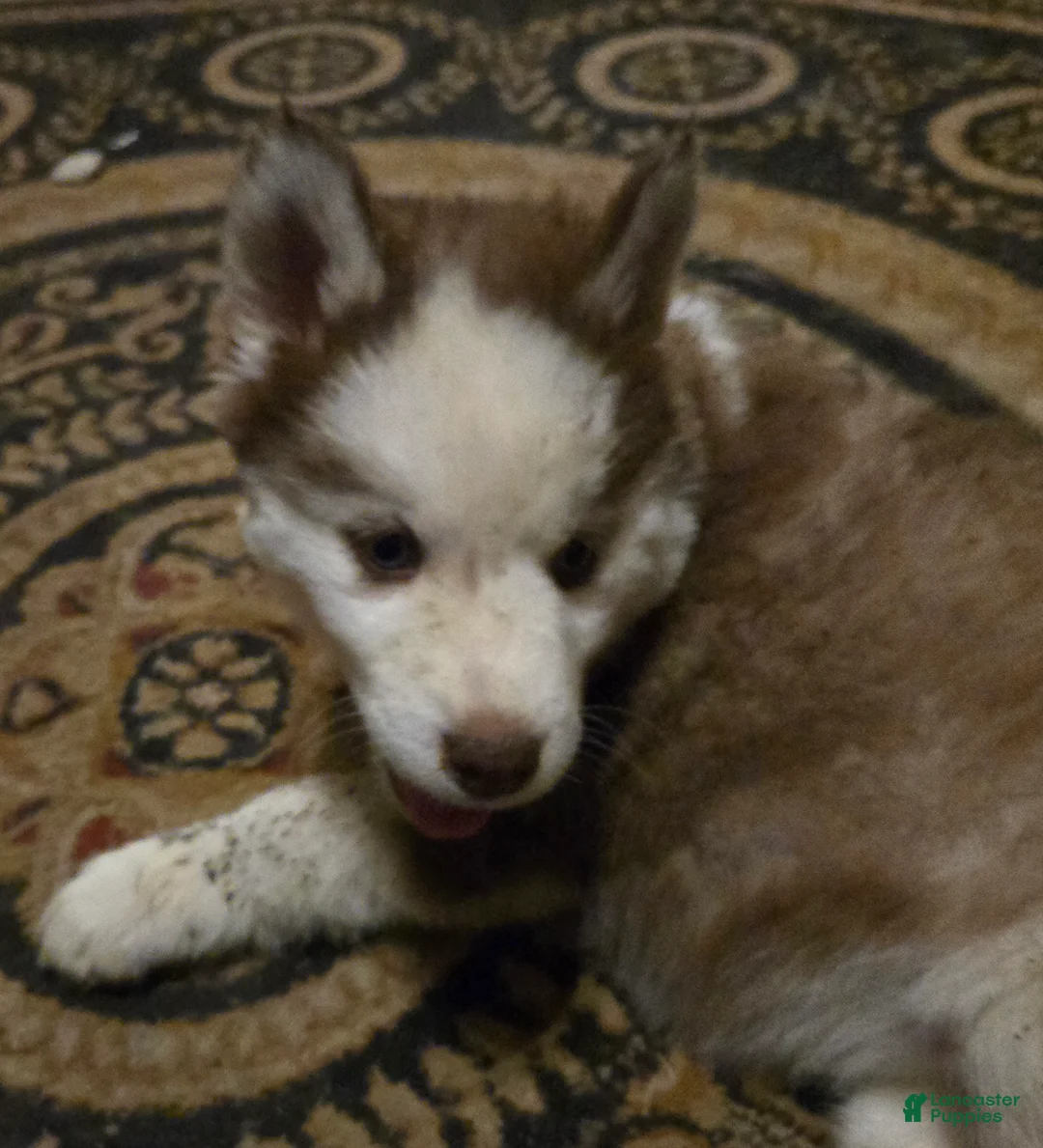 Siberian Husky dogs for sale: Bonnie - Ad 7
