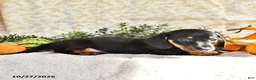 Miniature Dachshund dogs for sale: Junior - Ad 4