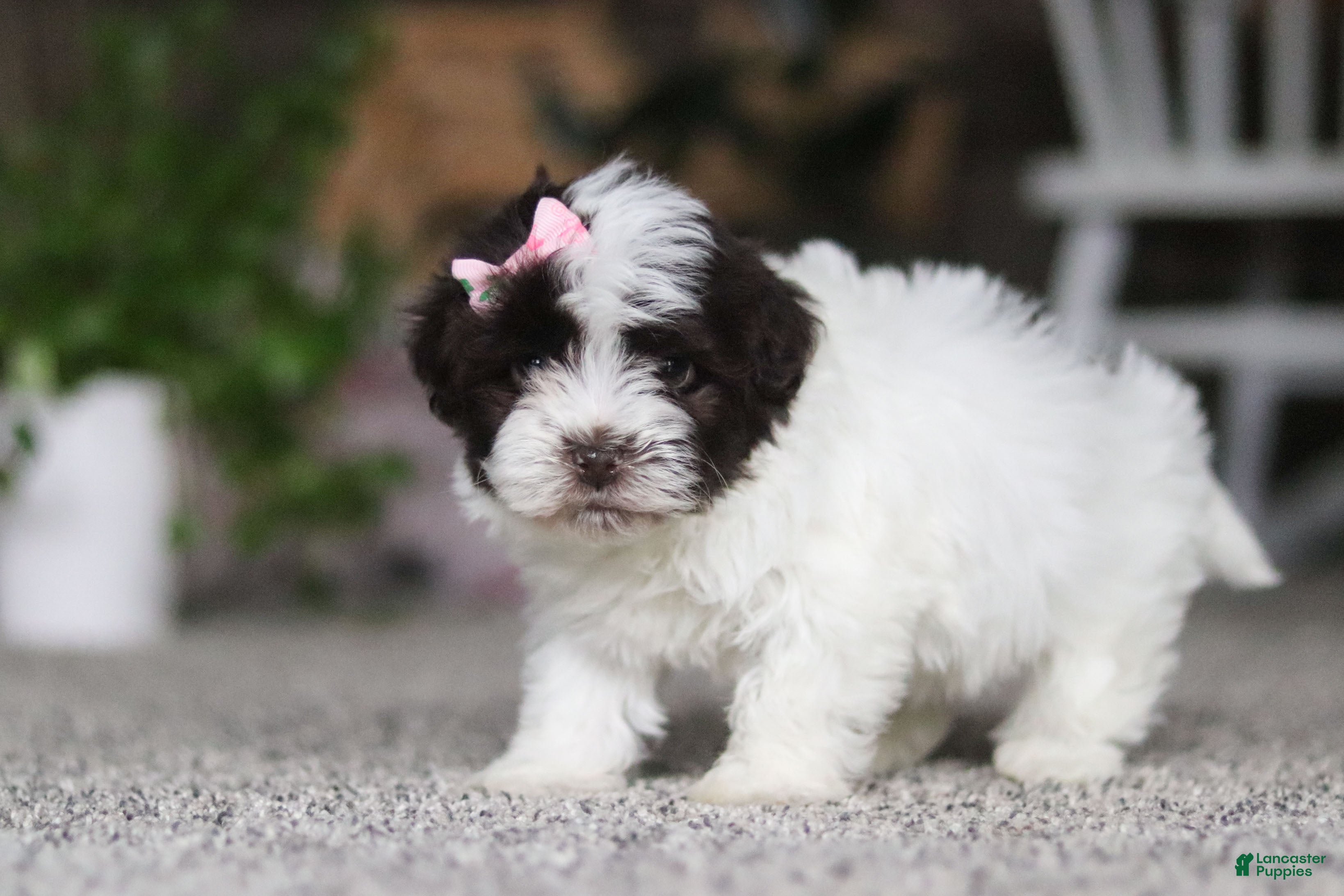 Havanese dogs Jayla - Ad 1