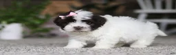 Havanese dogs for sale: Jayla - Ad 1