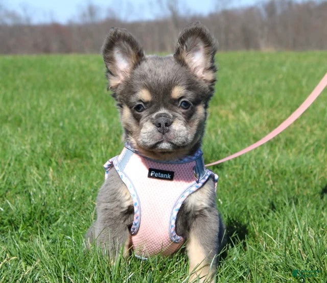 French Bulldog dogs French Bulldog Puppy 1 - Ad 12