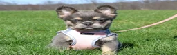 French Bulldog dogs for sale: French Bulldog Puppy 1 - Ad 1