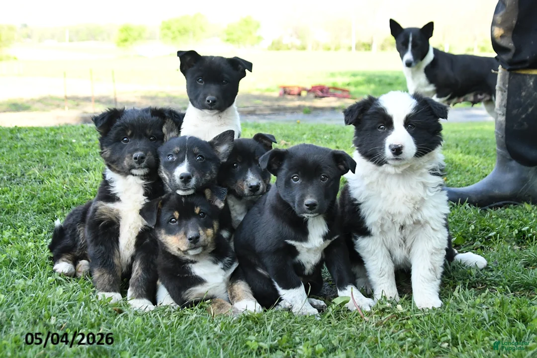 Mixed Breed dogs for sale: Misty - Ad 3