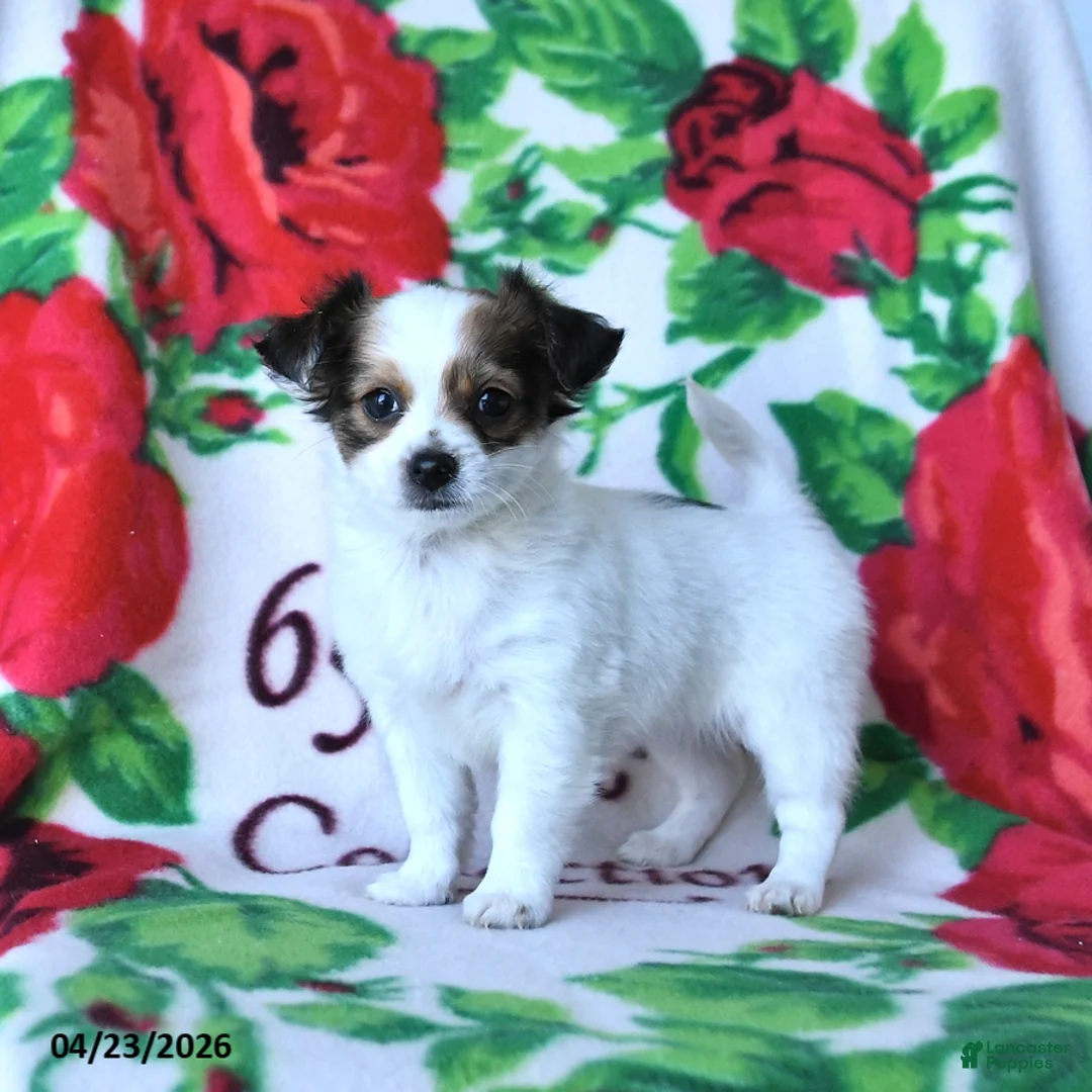 Chihuahua dogs for sale: Coconut - Ad 1
