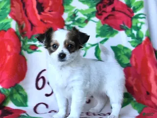Chihuahua dogs for sale: Coconut - Ad 1
