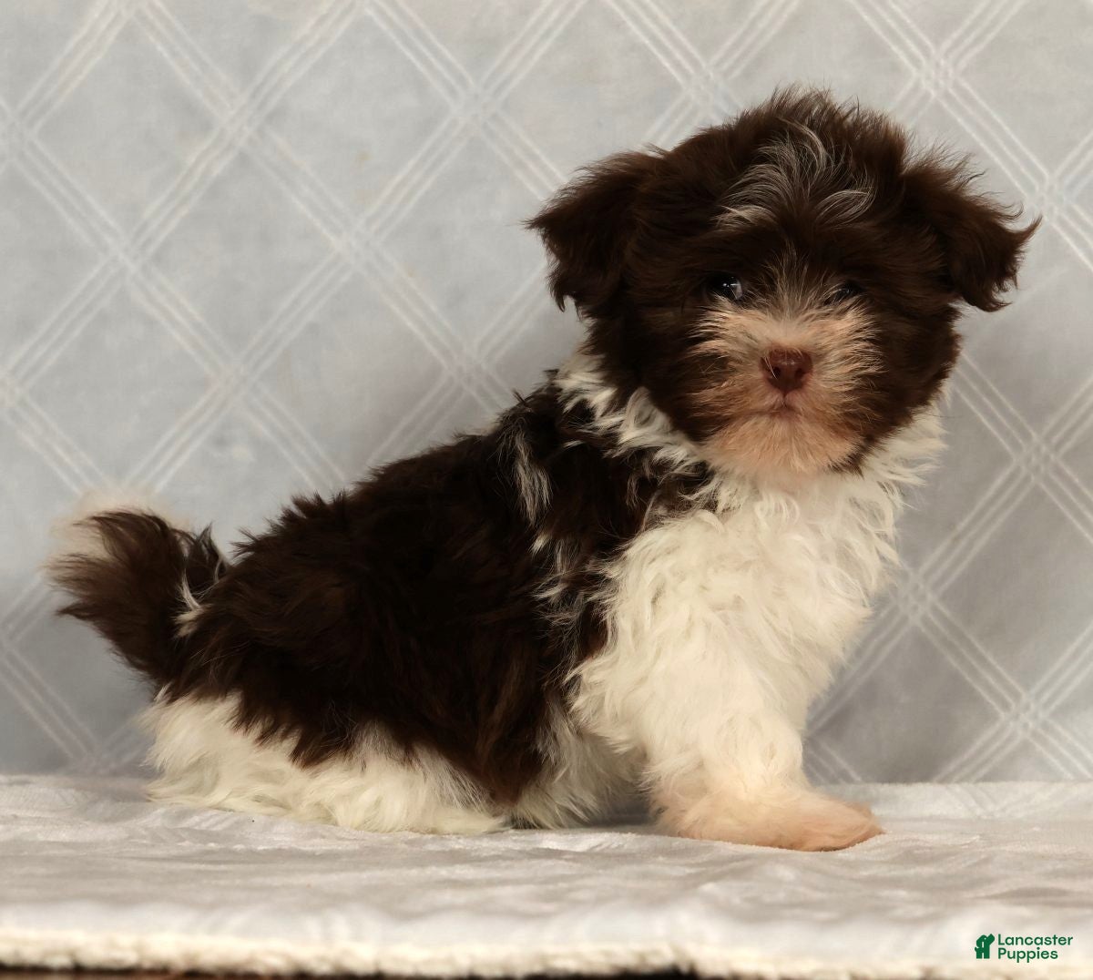 Havanese dogs for sale: Max - Ad 3