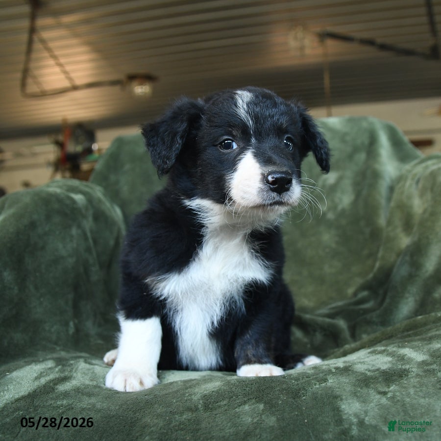 Border Collie dogs for sale: Aarran - Ad 4