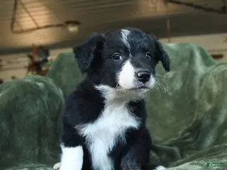 Border Collie dogs for sale: Aarran - Ad 4