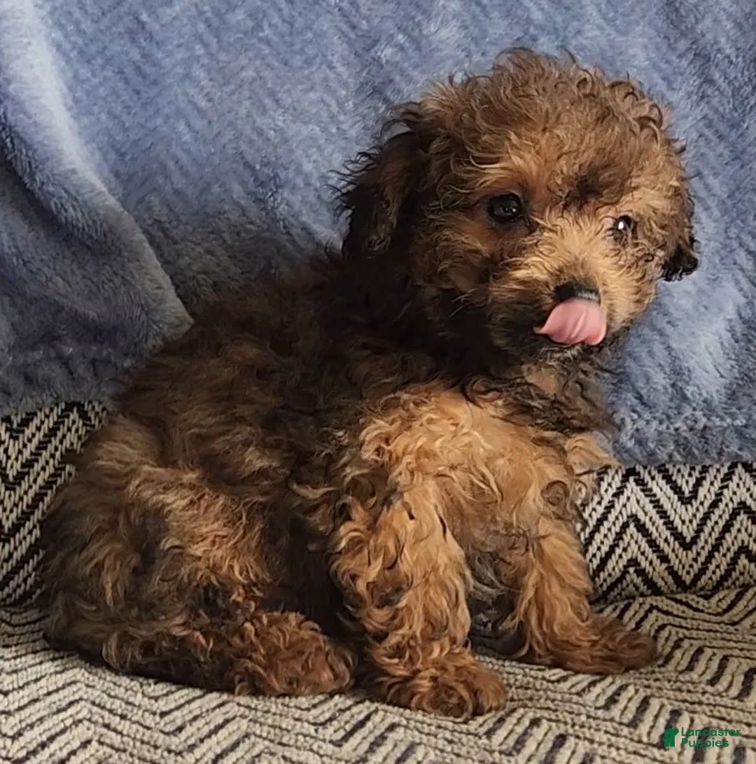 Mixed Breed dogs for sale: Pixie - Ad 10