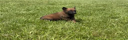 Belgian Malinois dogs for sale: Houston - Ad 6
