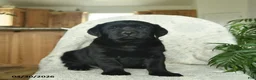 Labrador Retriever dogs for sale: Misty  - Ad 1