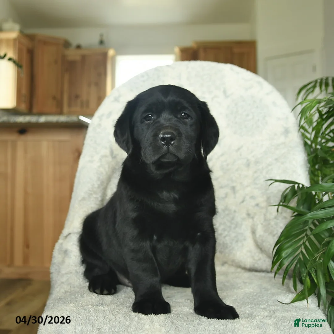 Labrador Retriever dogs for sale: Misty  - Ad 1