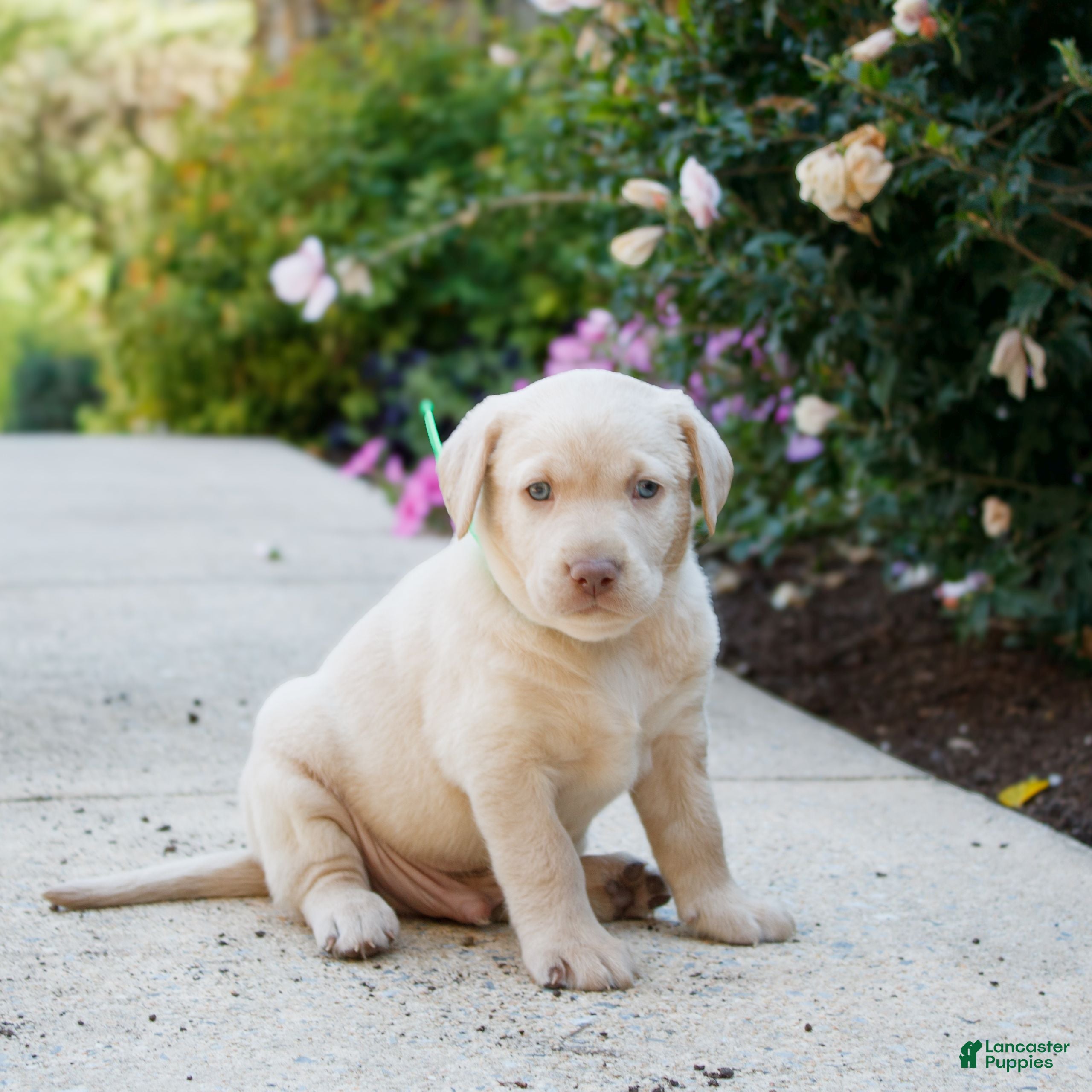 Labrador Dog Puppy White Labradors For Sale Near Me Labrador - Main Image