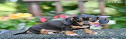 Miniature Dachshund dogs for sale: Belle - Ad 3