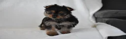 Yorkshire Terrier dogs for sale: Olivia - Ad 9