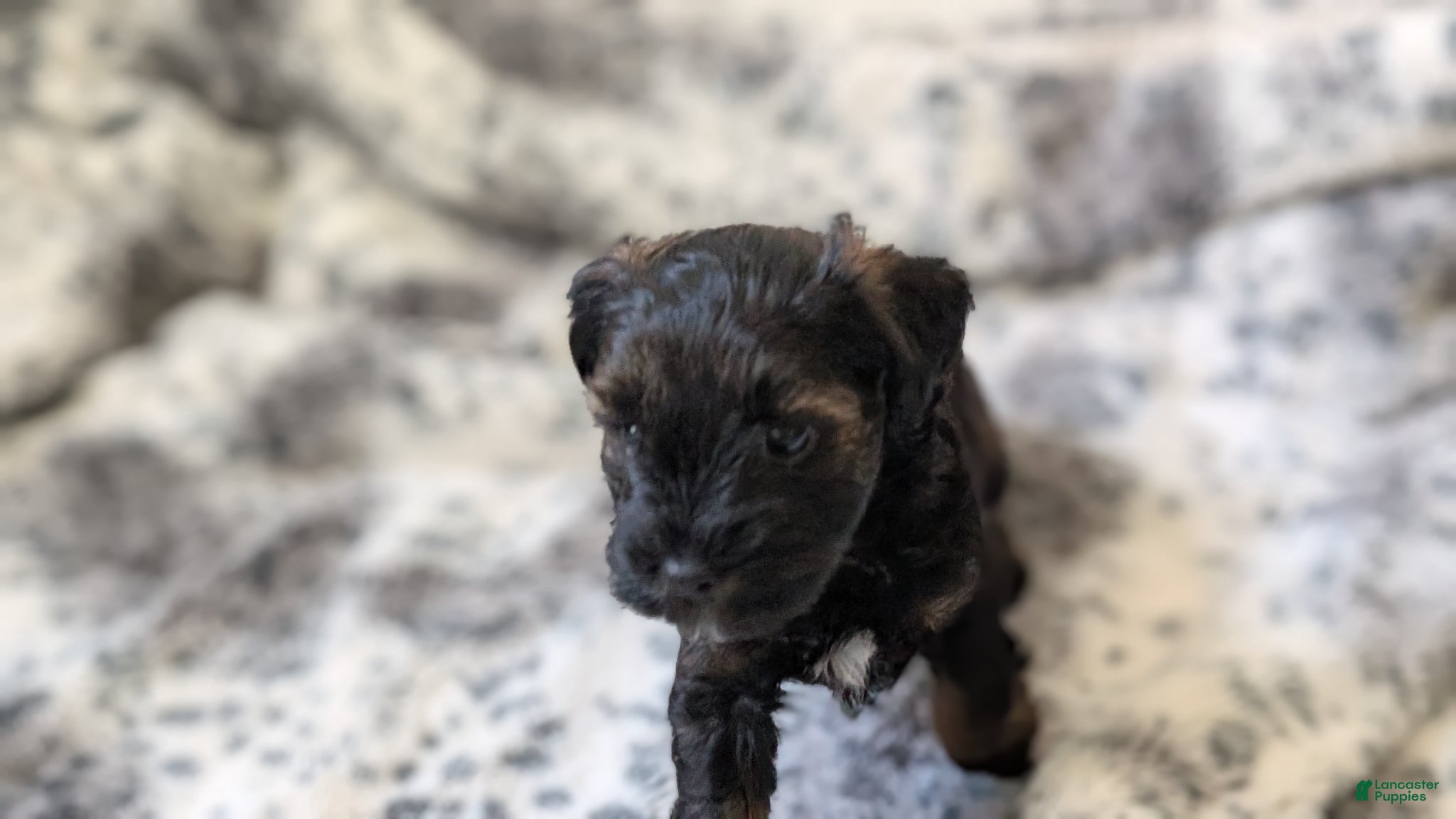 Miniature Schnauzer dogs Rolo - M - Ad 9