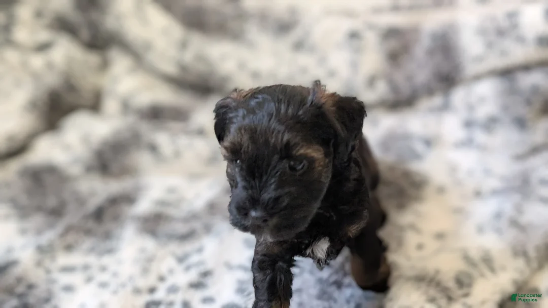 Miniature Schnauzer dogs for sale: Rolo - M - Ad 1