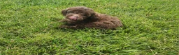 Mini Goldendoodle dogs for sale: Kaley - Ad 7