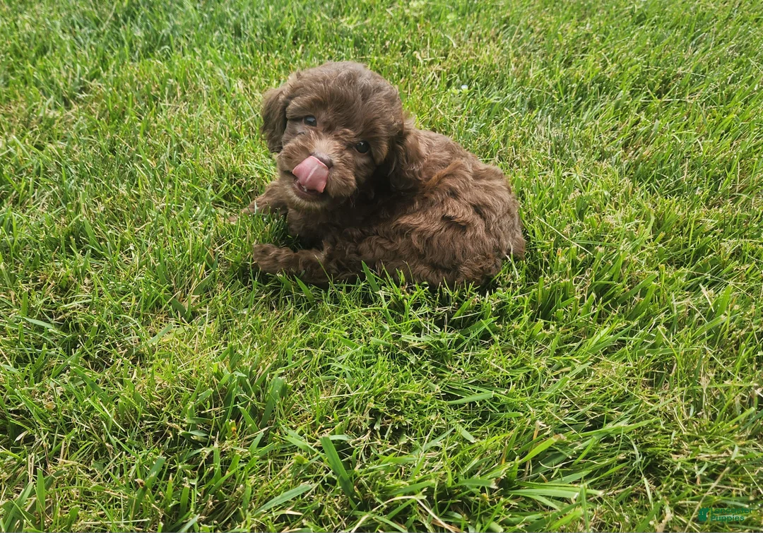 Mini Goldendoodle dogs for sale: Kaley - Ad 7