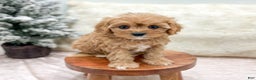 Cavapoo dogs for sale: Piper - Ad 2