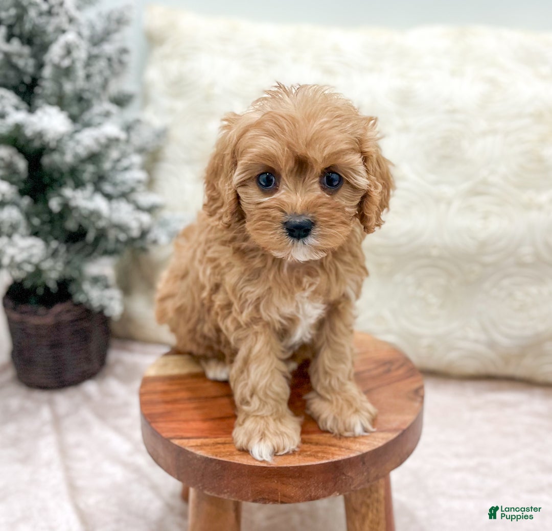 Cavapoo dogs for sale: Piper - Ad 2