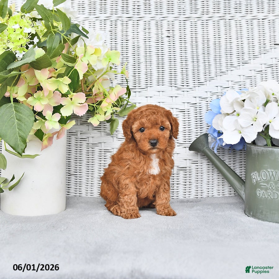 Mini Aussiedoodle dogs Myla - Ad 1