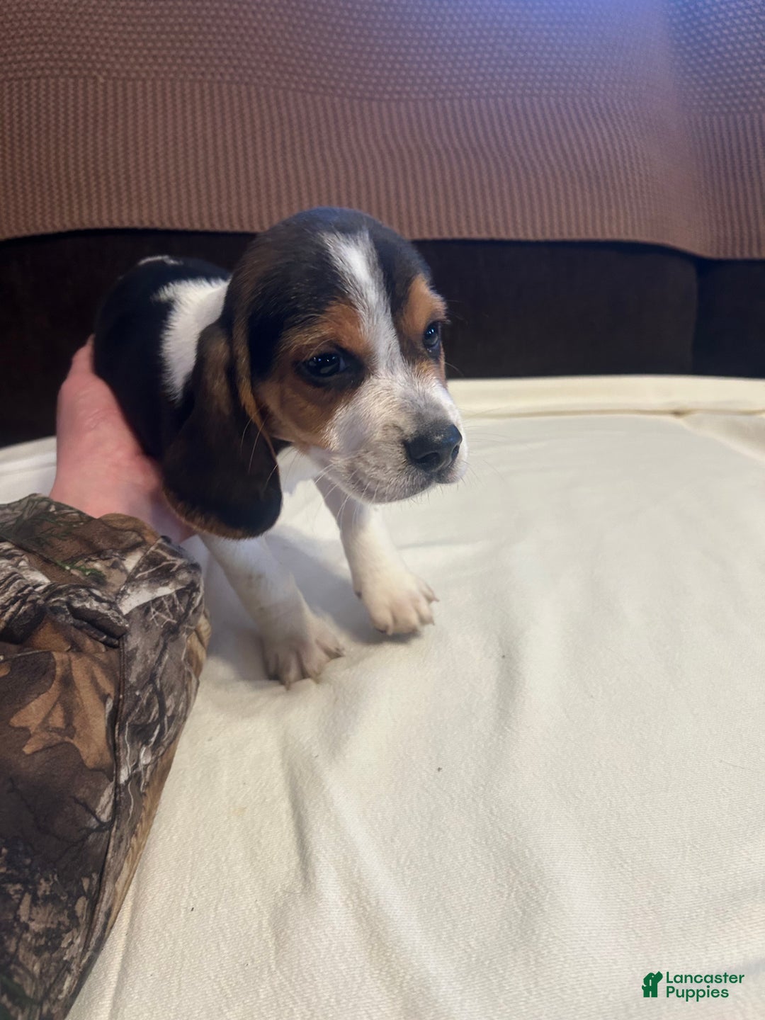 Beagle dogs for sale: Beagle Puppy 3 - Ad 1
