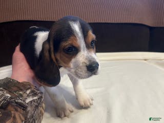 Beagle dogs Beagle Puppy 3 - Ad 16