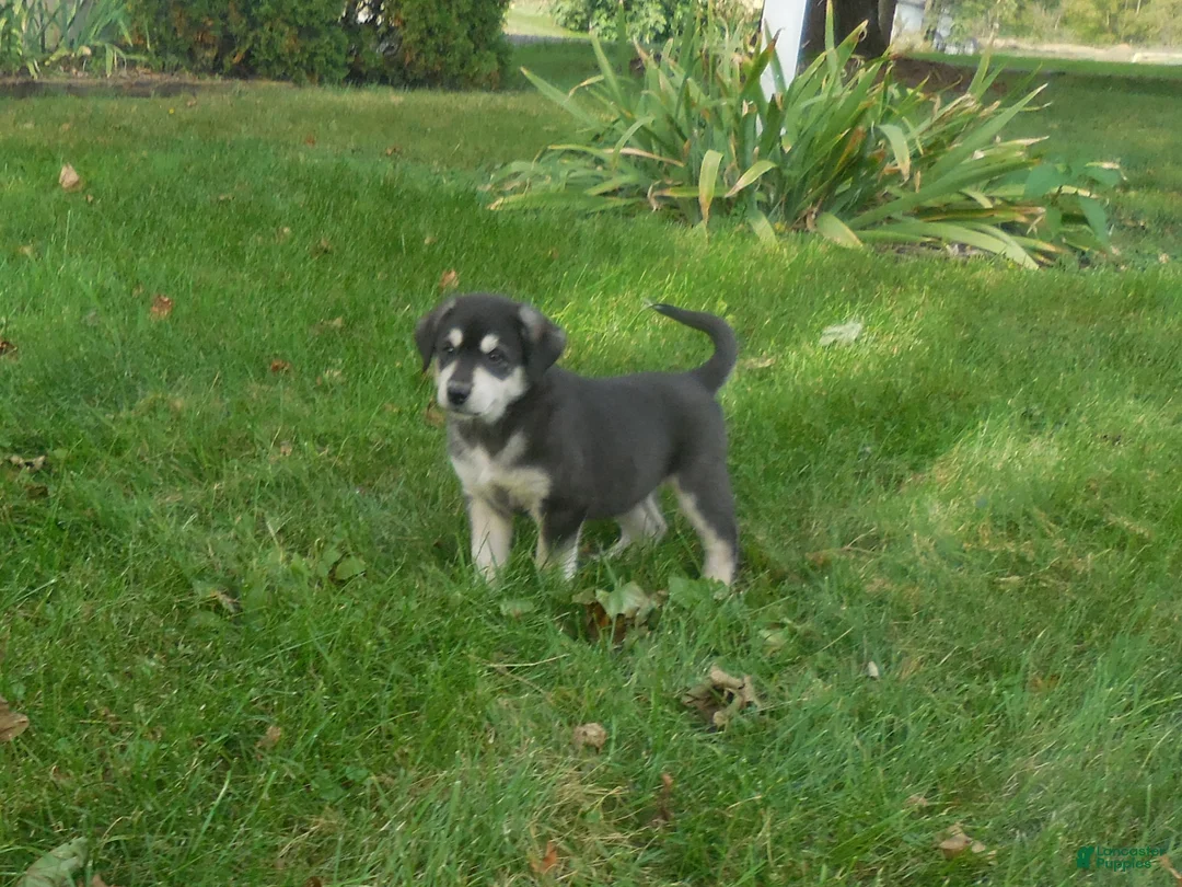 Great Pyrenees dogs for sale: Fiona - Ad 5