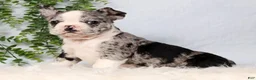 Frenchton dogs for sale: Stormy - Ad 4
