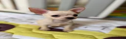 Chihuahua dogs for sale: ✨Taffy✨ - Ad 4