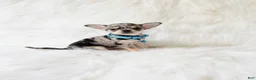 Chihuahua dogs for sale: Tommy - Ad 2