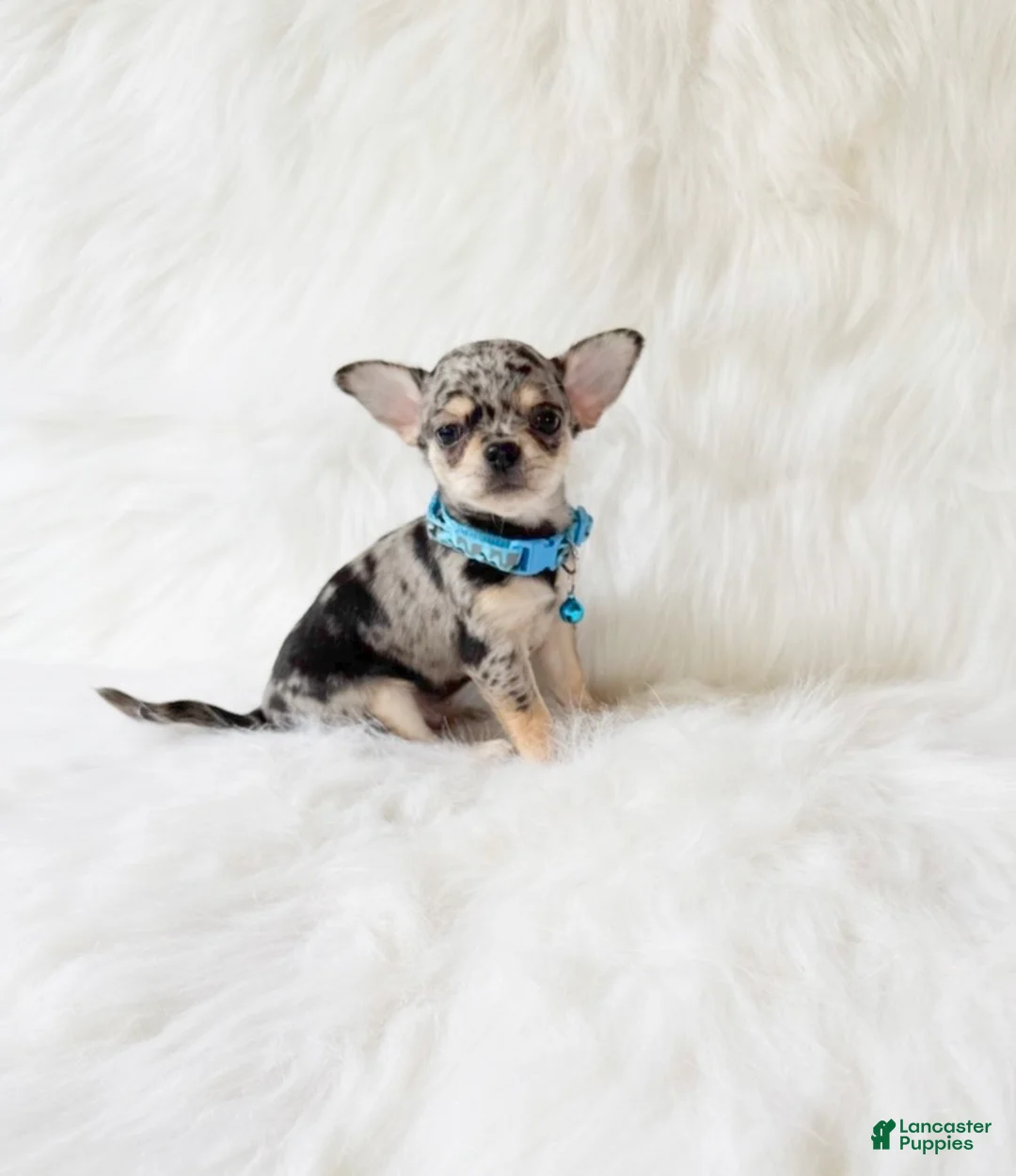Chihuahua dogs for sale: Tommy - Ad 2