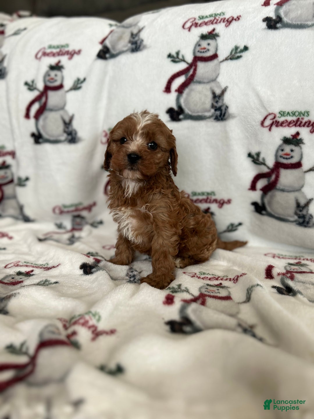 Cavapoo dogs for sale: Cavapoo Puppy 1 - Ad 6