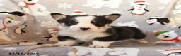 Welsh Corgi Pembroke dogs for sale: Gander - Ad 5
